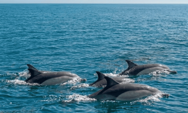 Dolphin Watching tour from Cascais