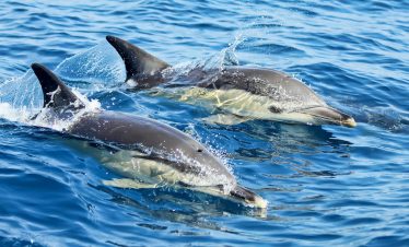 Dolphin Watching in Cascais