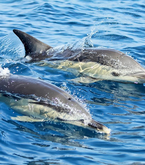 Dolphin Watching in Cascais
